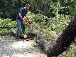 Best Fruit Tree Pruning  in Faribault, MN
